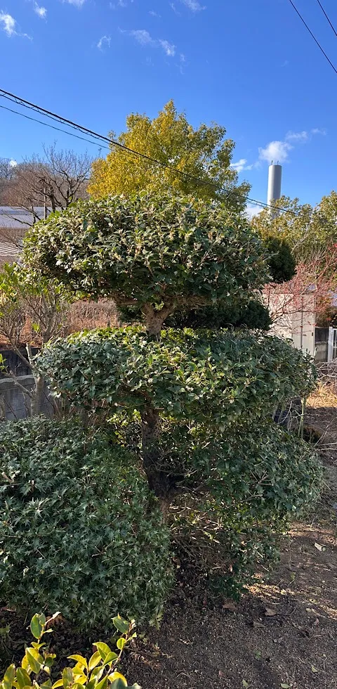 空家管理で柊などの剪定