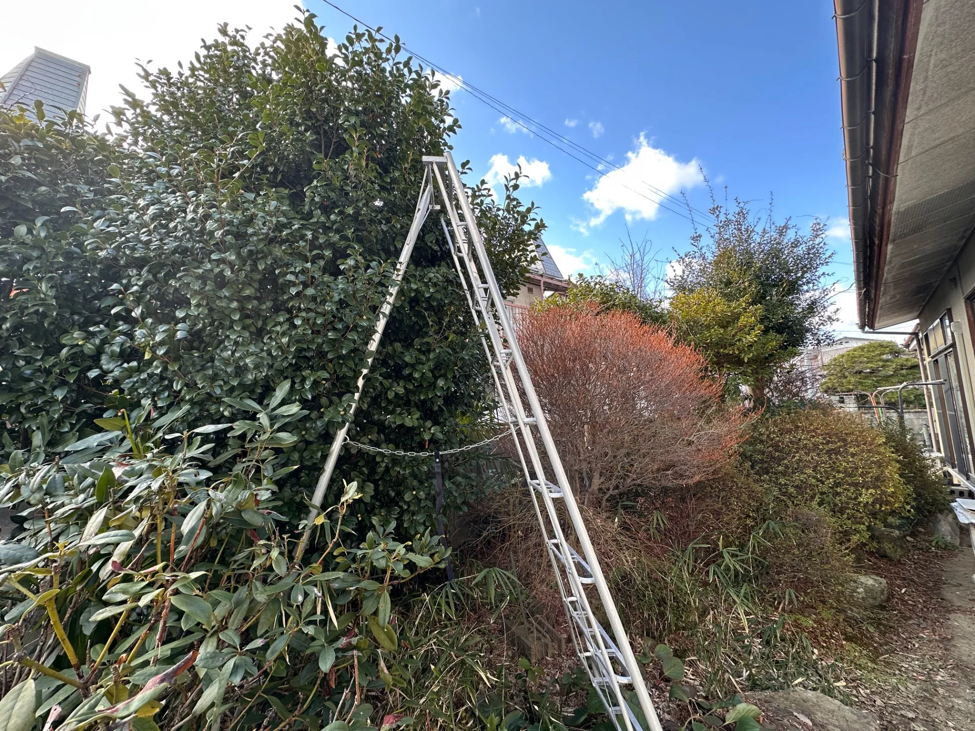 椿とハナミズキの剪定事例|庭木のビフォーアフターと失敗しない剪定のポイント