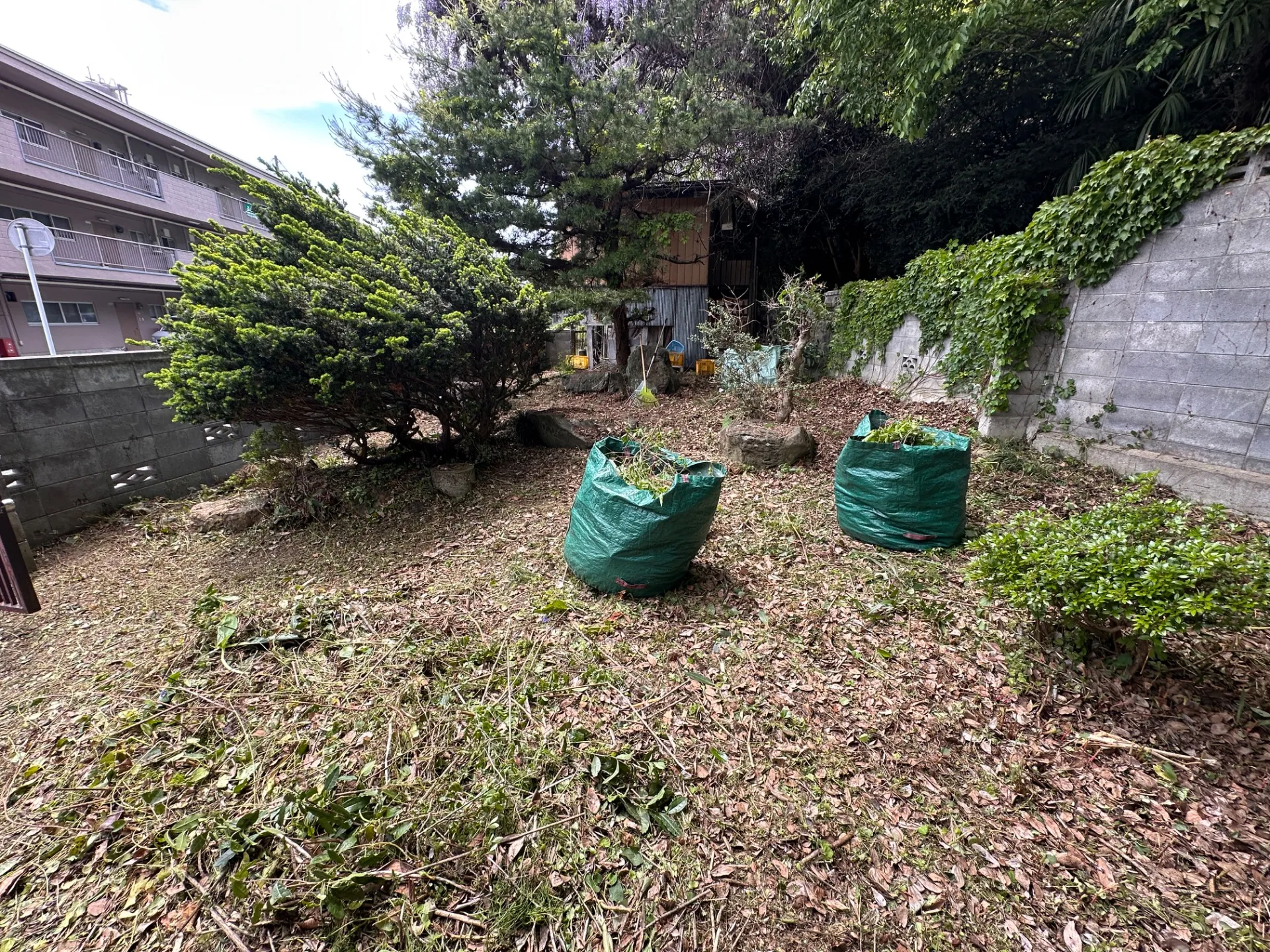福島市で蔦除去、草刈り